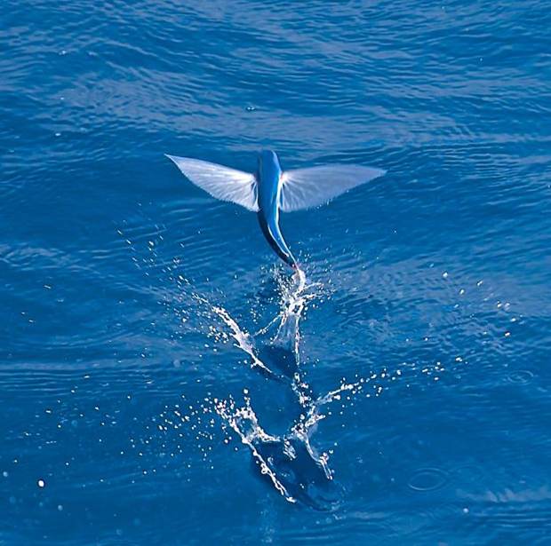Flying fish skimming the ocean surface